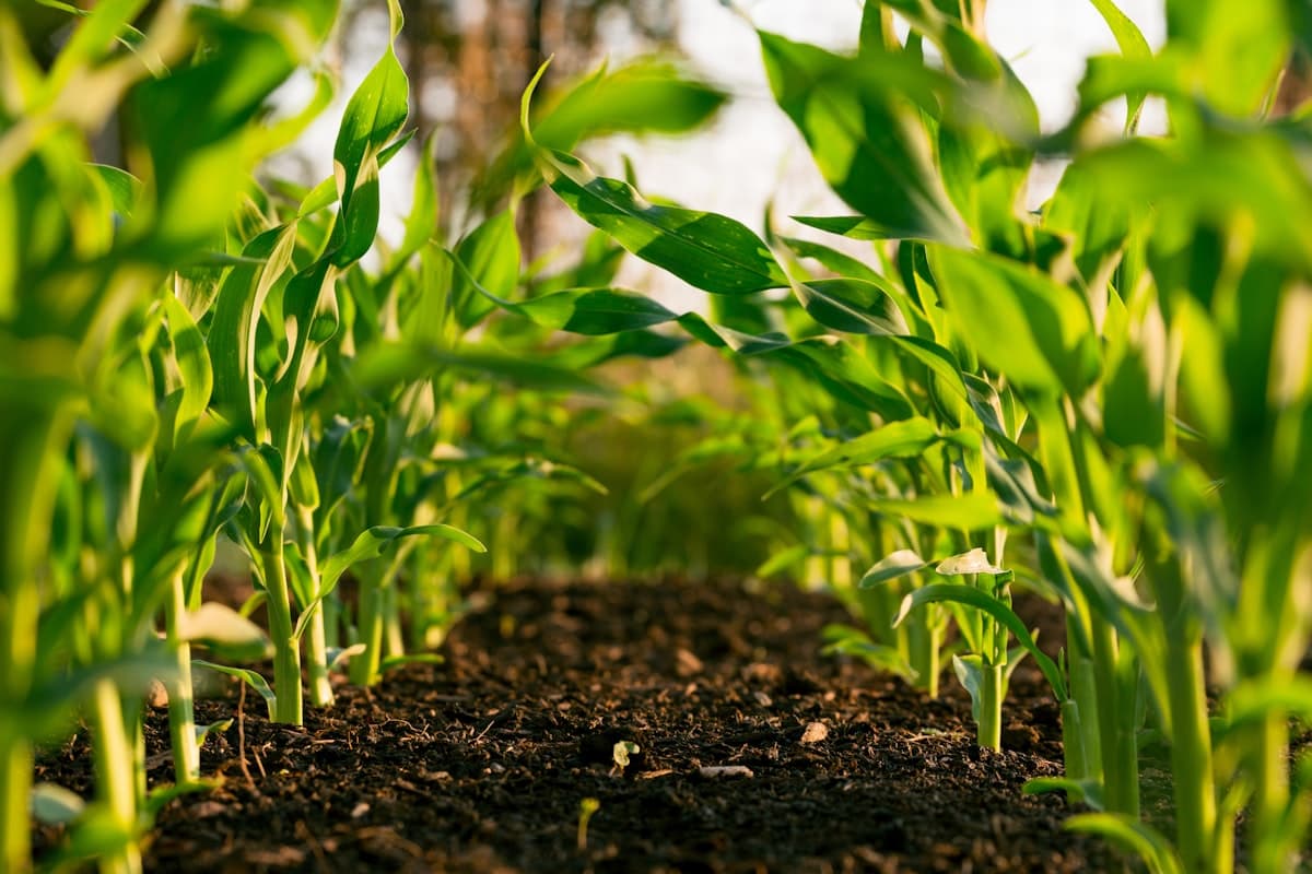Smart Irrigation Controller — Agriculture